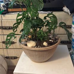 Swiss Cheese Plant