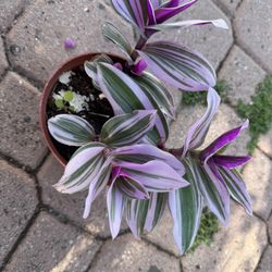 Wandering Jew