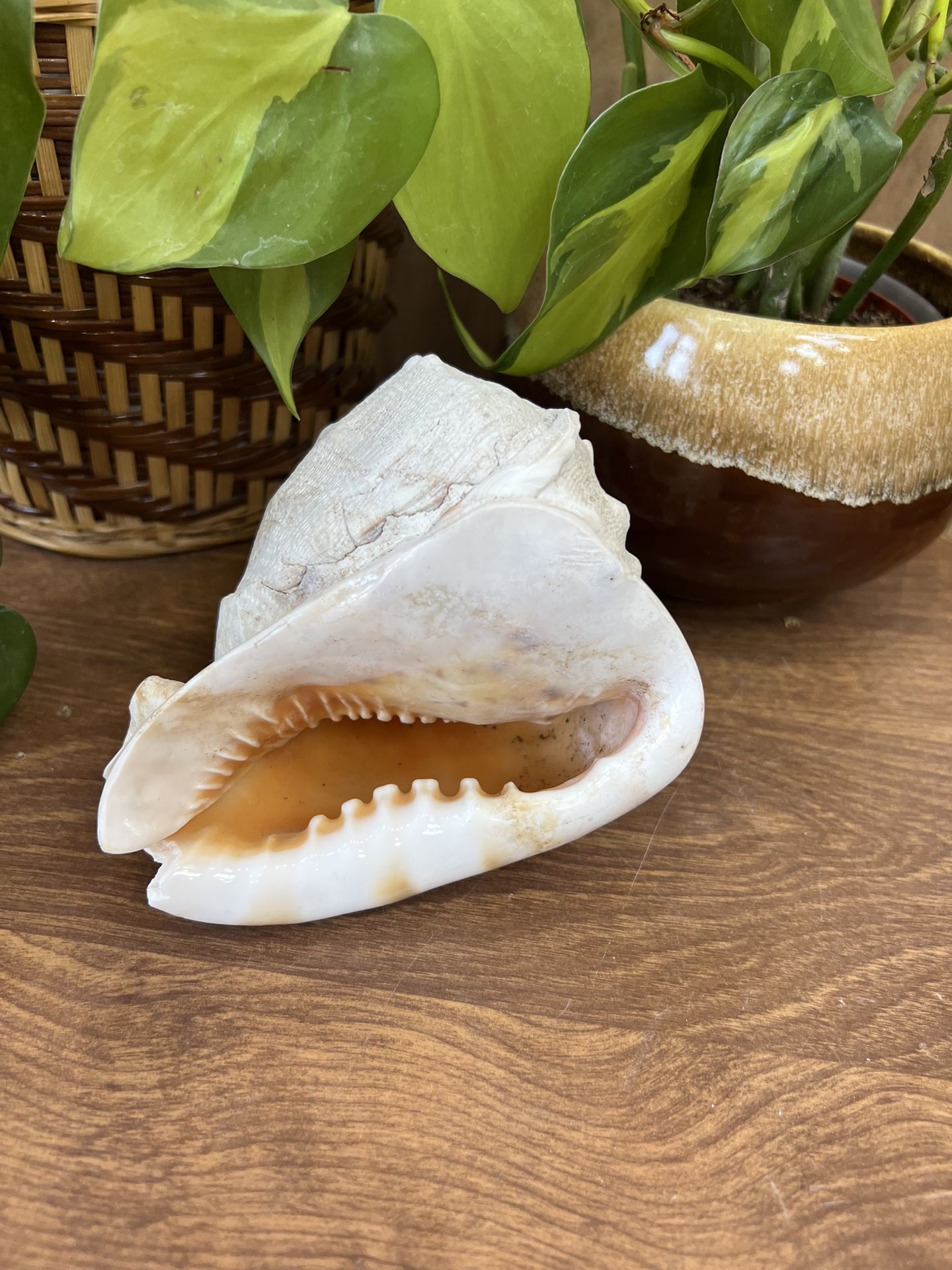 Vintage White Conch Seashell Beach Coastal Display Decor Collection Boho Succulent Organic