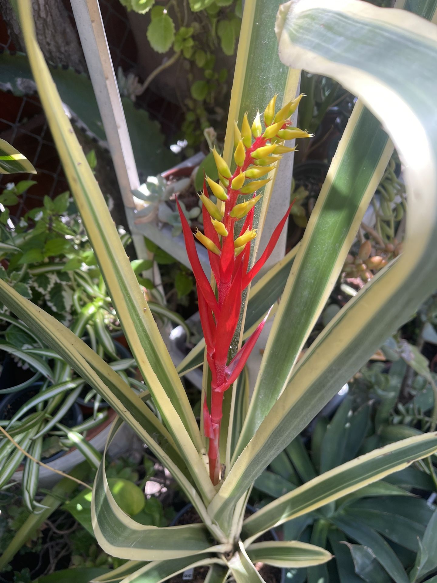 32” Tall Variegated Bromeliad in Bloom