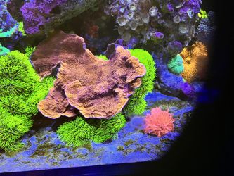 Coral Decor 