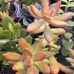 Succulents Plants 4”pot