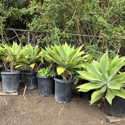 Agaves CHEAP!