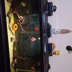 Fish Tank 