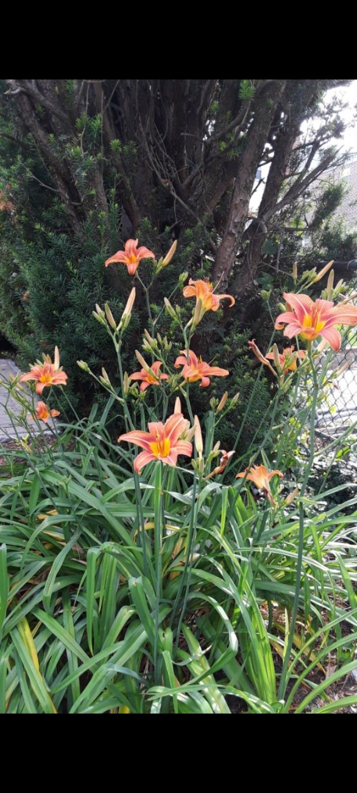 Orange Day-lily