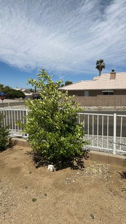 Healthy LEMON (yellow) tree 4 years old. (Read description)