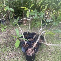 Assorted Rooted Plumerias