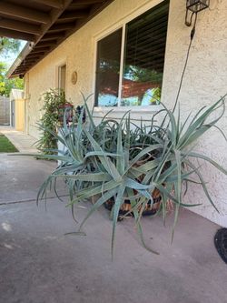 Large Aloe in Whiskey Barrel