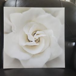 Rose Picture