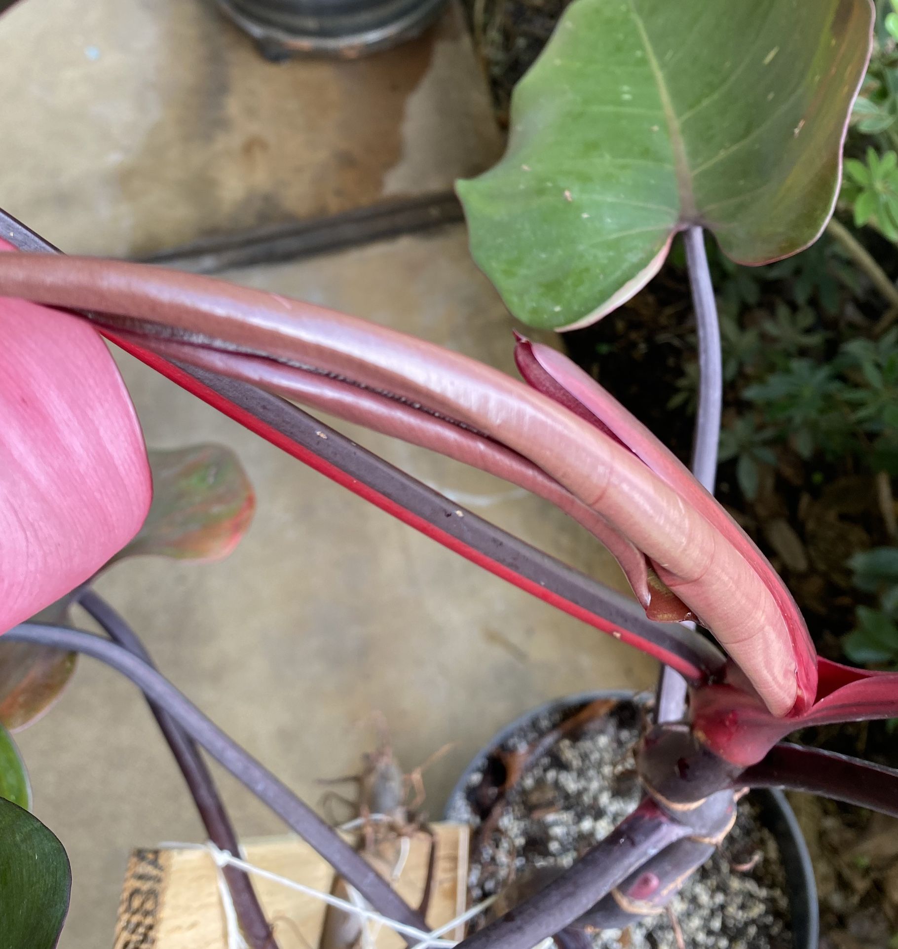 Philodendron Pink Princess Plant