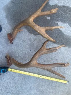 Deer antlers