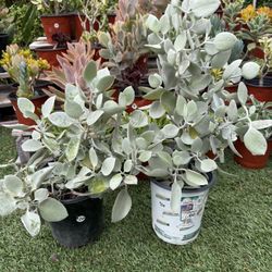 Silver Teaspoons succulent Plant In 1 Gallon Pots 