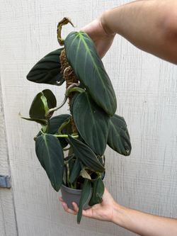 6” philodendron gigas