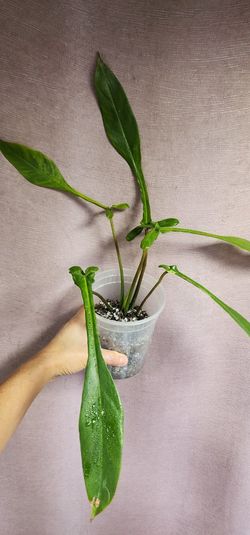 Philodendron Joeppi Variegated 