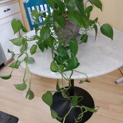 $10 Pothos Plant in Faded Ceramic Planter