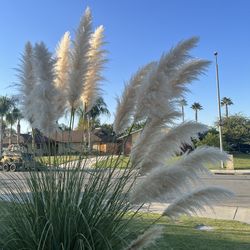 Natural PAMPAS grass For Boho Wedding