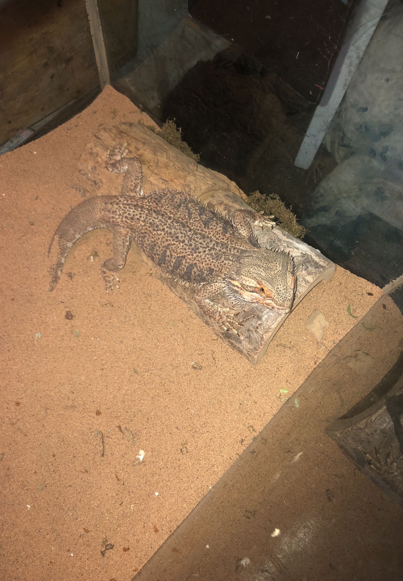 bearded dragon lizard and 55 gal tank