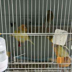 Cages For Sale