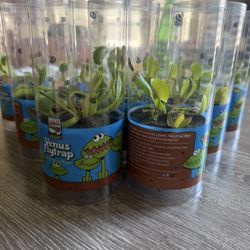 Venus Fly Trap Plant