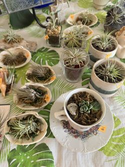 Potted Plants And Air Plants $4 Each