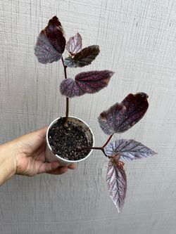 4” begonia miss mummy