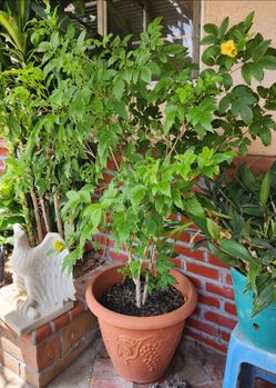 Trumpet vine, 5' tall