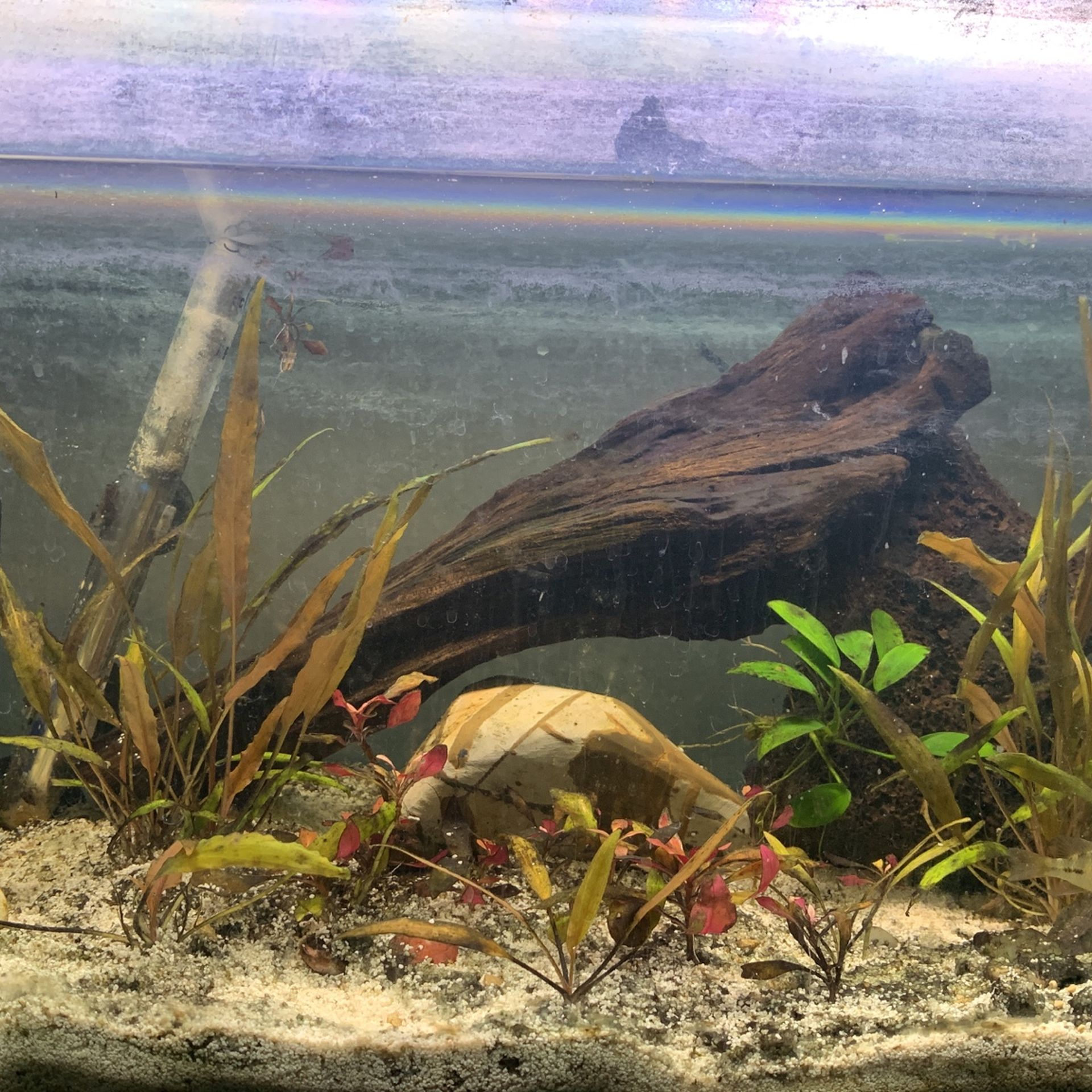 Fish Tank