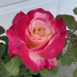 Double Delight Rose Bush Plant, With Fragrant Flowers Is In 5 Gallóns Pot Pick Up Only