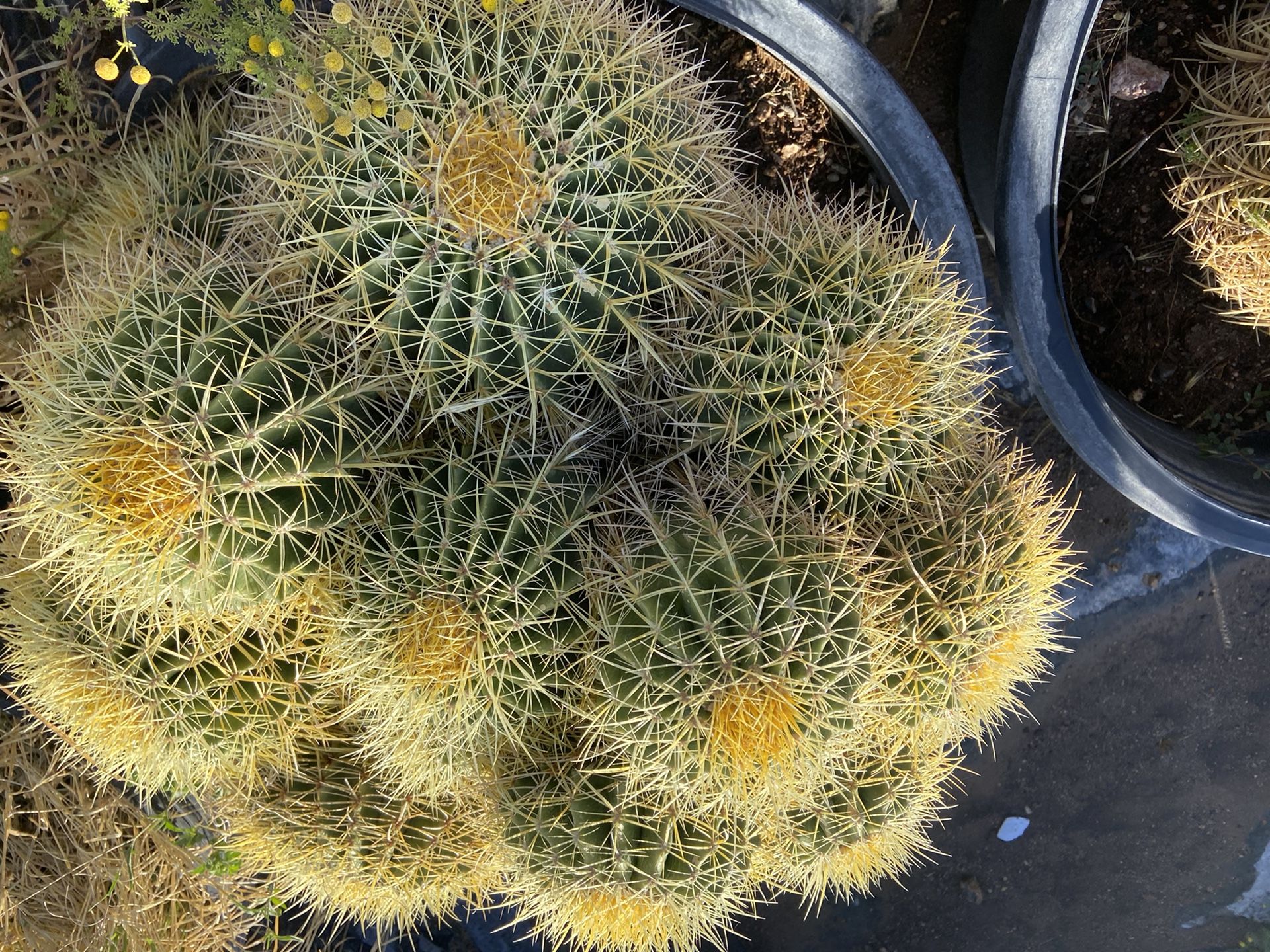 North valley cactus polo /Golden Barrels