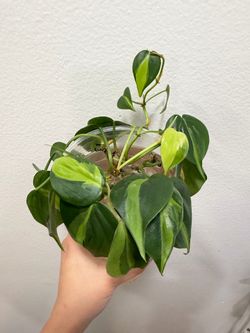 Philodendron Brasil cuttings