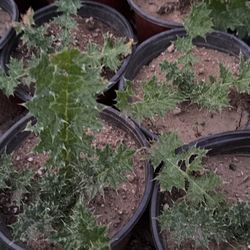 Cardo Mariano / Milk Thistle 