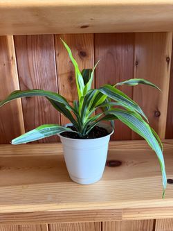 Plant