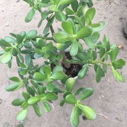 Jade Plants In Gal Pot