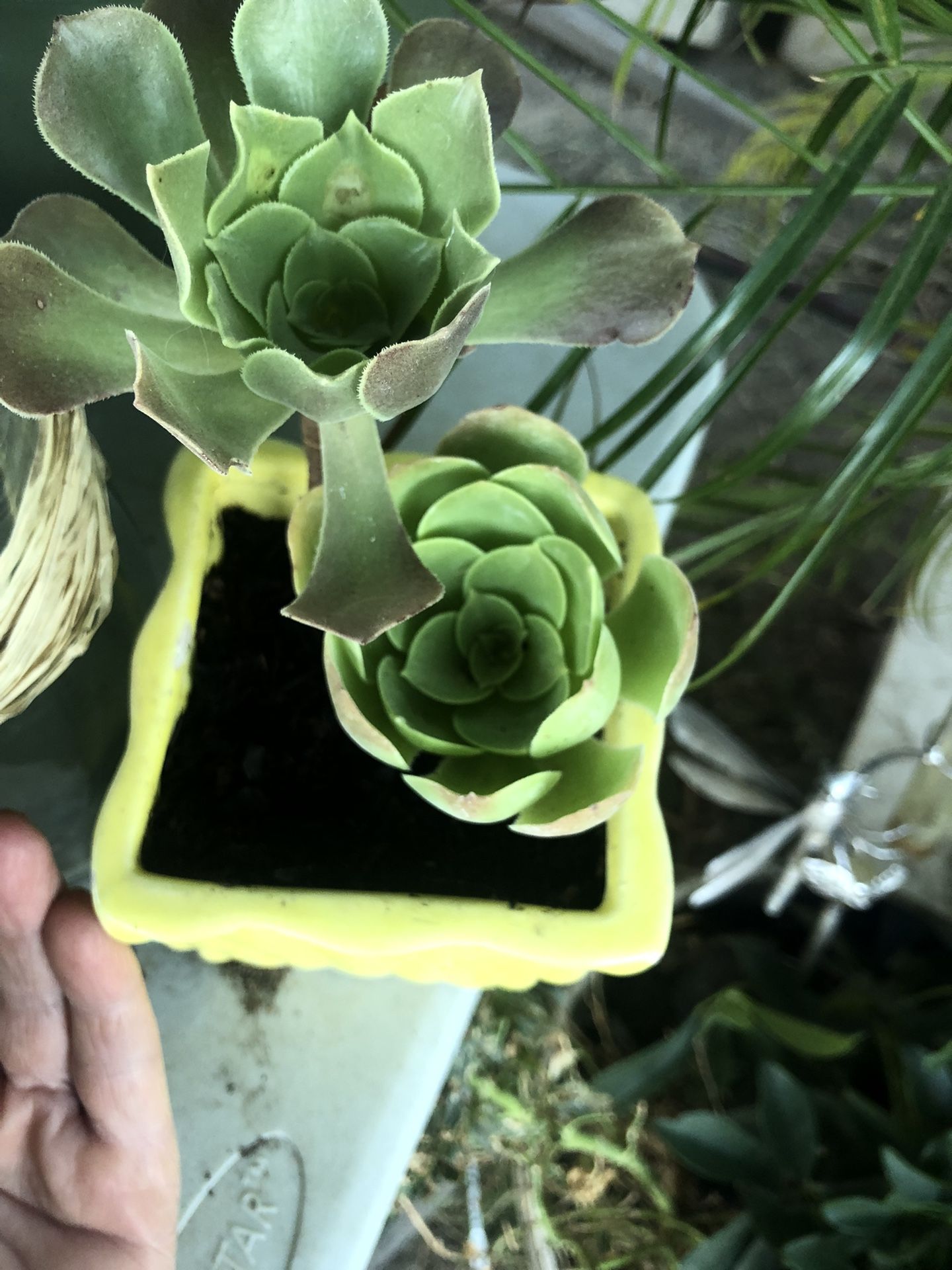 Succulent Plants (2) Potted