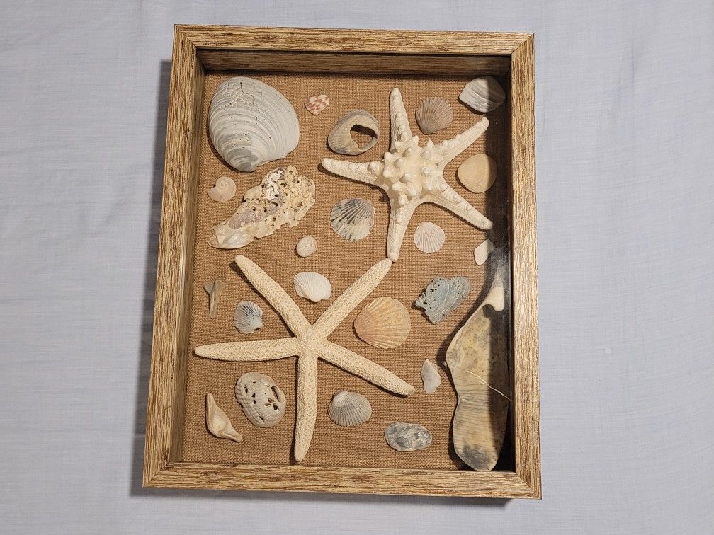 Seashell Shadow Box