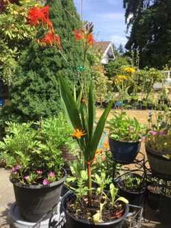 Crocosmia(Lucifer)