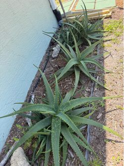 Free  Aloe Vera plants and cuttings