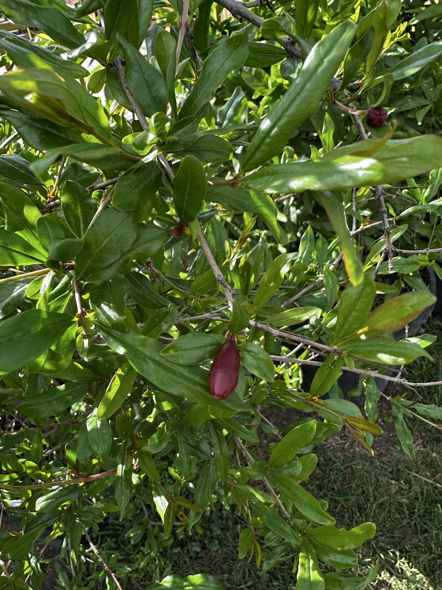 Árbol de Granada