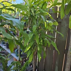 6 feet  high  tree $35.00