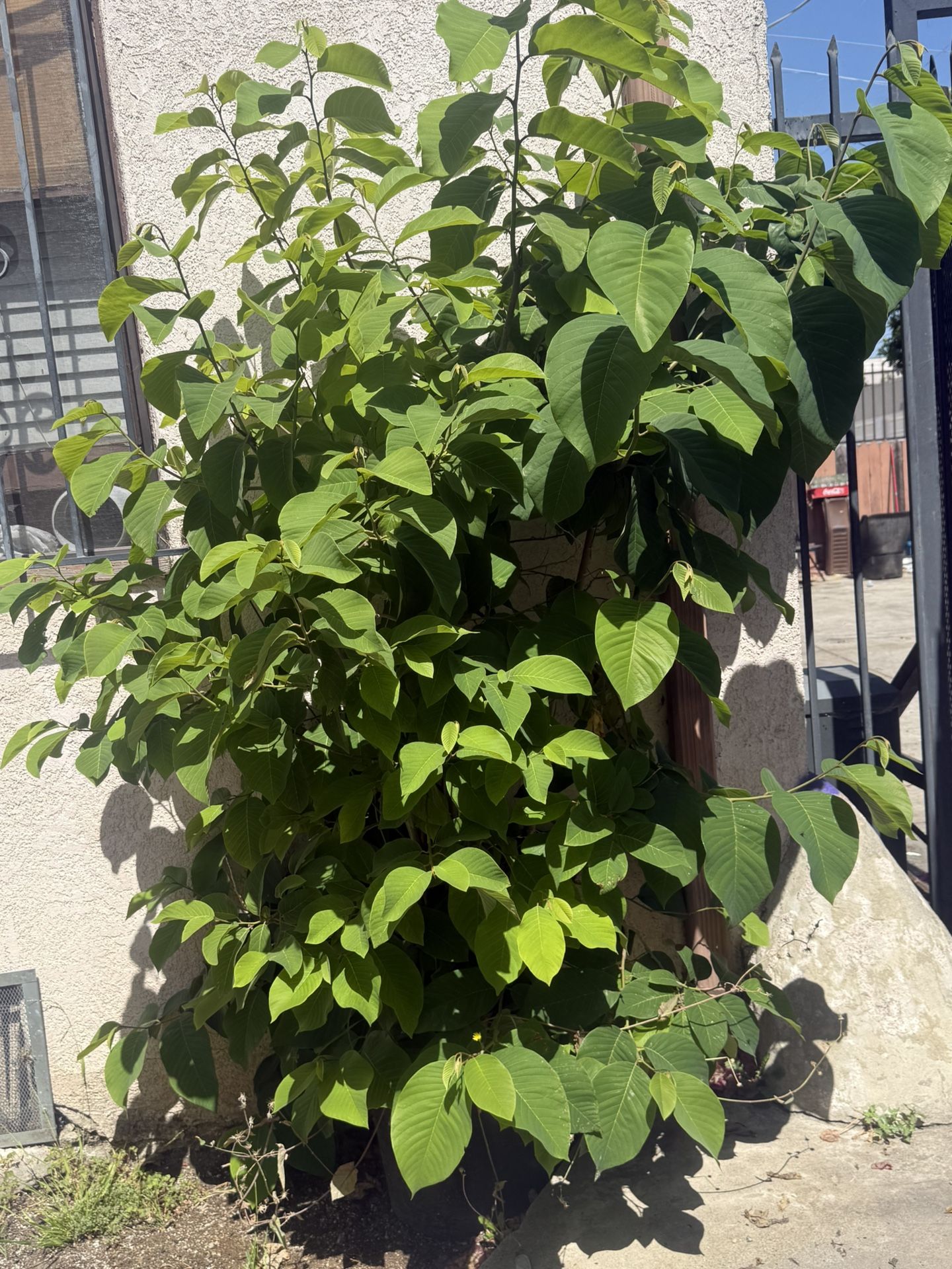 Guanábana Plant