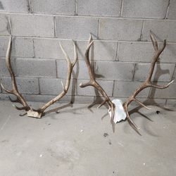 Elk Antlers 