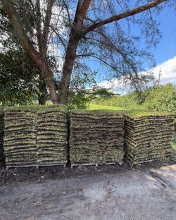 St Augustine Sod For Delivery