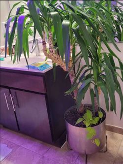 Corn Plant: Dracaena in West Elm Planter and Stand