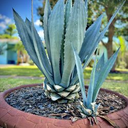 Blue Agave Plant 