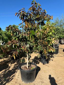 Chrysophyllum cainito, star apple or milk fruit tree, exotic tropical fruit tree