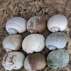 9 Extra Large Apple Snail Shells  Unique Distressed Colorations
