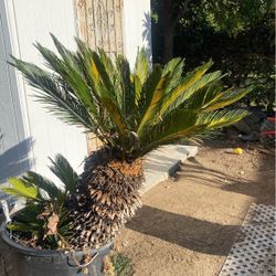 Sago Palm Tree