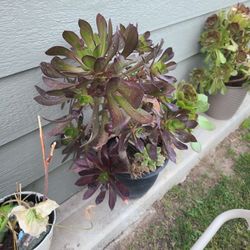 Purple Aeonium Plant