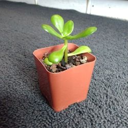 Jade Plant Succulent Starter 