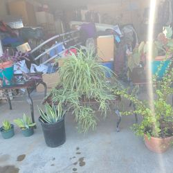 Plant Sale